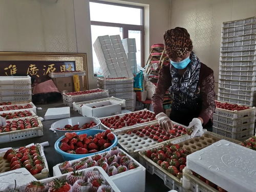 千金鄉(xiāng)草莓 春日的甜蜜饋贈(zèng)，帶來新鮮水果零售新體驗(yàn)